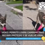 VIDEO: Perrito logra caminar tras recibir prótesis y se vuelve viral