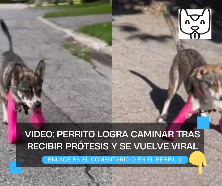 VIDEO: Perrito logra caminar tras recibir prótesis y se vuelve viral